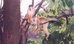 wildlife in the rainforest