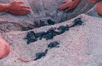 saving sea turtles on the beach